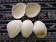 img-hokkigai.jpg